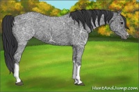 Horse Color:Blue Ice Roan 
