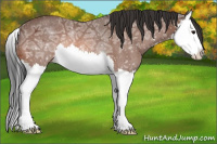 Horse Color:Bay Ice Splash Rabicano 