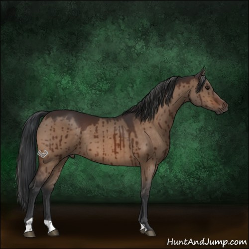 Horse Color:Bay Dun Brindle 