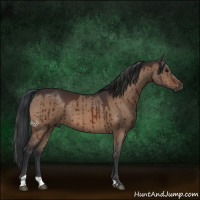 Horse Color:Bay Dun Brindle 