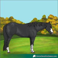 Horse Color:Black Mushroom 