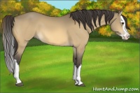 Horse Color:Buckskin Dun Splash