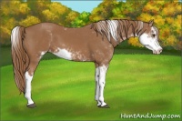 Horse Color:Chestnut Sabino Appaloosa 