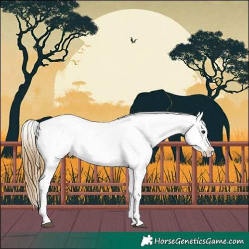 Horse Color:Buckskin Sabino Splash Leopard 