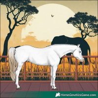 Horse Color:Buckskin Sabino Splash Leopard 