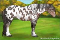 Horse Color:Liver Chestnut Tobiano Appaloosa 