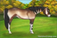 Horse Color:Bay Onyx 