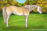 Horse Color:Palomino Onyx 