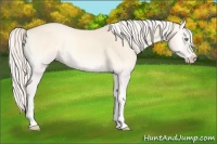Horse Color:Cremello Onyx Sabino