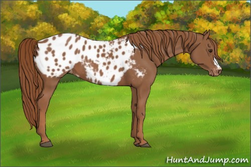 Horse Color:Chestnut Appaloosa 