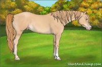 Horse Color:Gold Champagne 