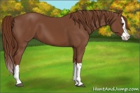 Horse Color:Chestnut Splash