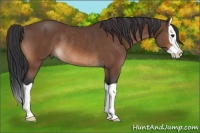 Horse Color:Bay Splash Rabicano