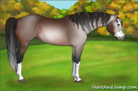Horse Color:Gray Brown Splash