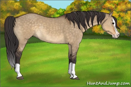 Horse Color:Buckskin Dun Splash Rabicano