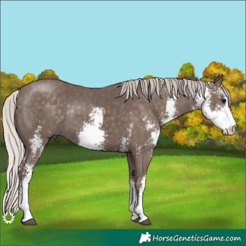 Horse Color:Silver Black Sabino Rabicano