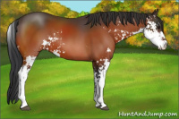 Horse Color:Brown Sabino