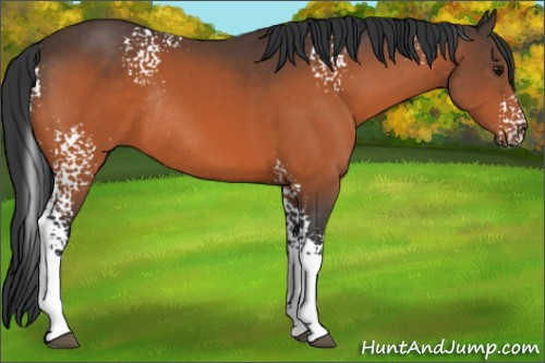 Horse Color:White Spotted Bay Sabino Rabicano