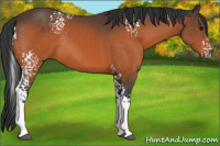 Horse Color:White Spotted Bay Sabino Rabicano