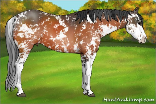 Horse Color:Bay Sabino 