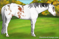 Horse Color:Bay Sabino