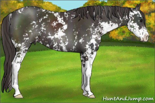 Horse Color:Smoky Black Sabino 