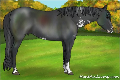 Horse Color:Black Sabino 