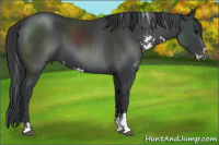 Horse Color:Black Sabino