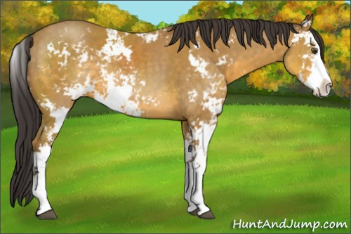 Horse Color:Buckskin Sabino Rabicano
