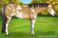 Horse Color:Buckskin Sabino Rabicano