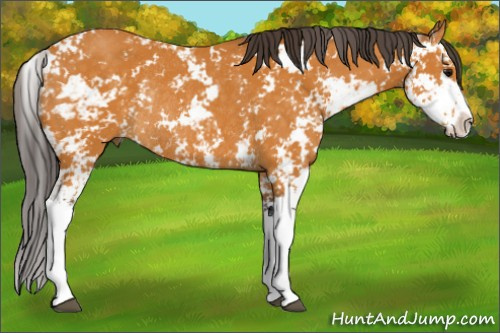 Horse Color:Buckskin Sabino Rabicano 