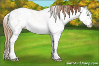 Horse Color:Smoky Grullo Pearl Sabino Splash Appaloosa 