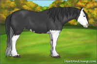 Horse Color:Black Splash Appaloosa 