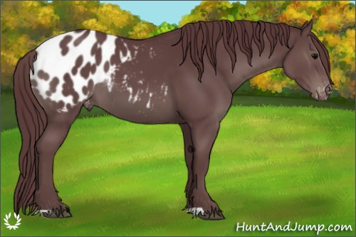 Horse Color:Chocolate Black Appaloosa 