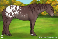 Horse Color:Chocolate Black Appaloosa 