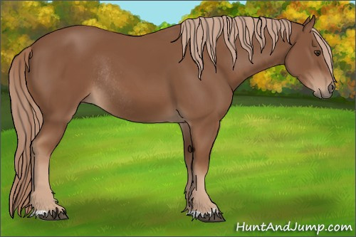 Horse Color:Chestnut Rabicano 
