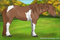 Horse Color:Chestnut Tobiano 