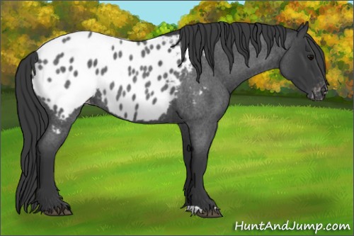 Horse Color:Blue Roan Appaloosa 