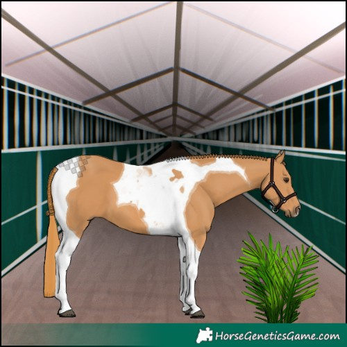 Horse Color:Chestnut Tobiano
