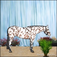 Horse Color:Bay Leopard