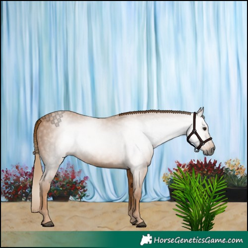 Horse Color:Gray Chestnut 