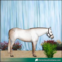 Horse Color:Gray Chestnut 