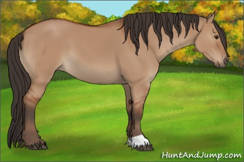 Horse Color:Bay Dun