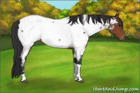 Horse Color:Brown Tobiano Appaloosa 