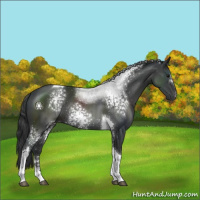 Horse Color:White Spotted Black Tobiano Rabicano 