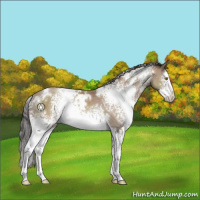 Horse Color:White Spotted Classic Champagne Splash 
