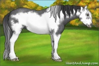 Horse Color:Blue Roan Splash Frame 