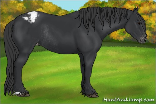 Horse Color:Black Appaloosa Rabicano 