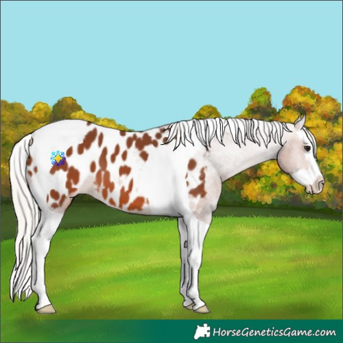 Horse Color:Silver Brown Splash Tobiano Appaloosa 