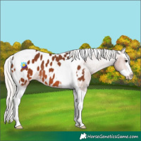 Horse Color:Silver Brown Splash Tobiano Appaloosa 